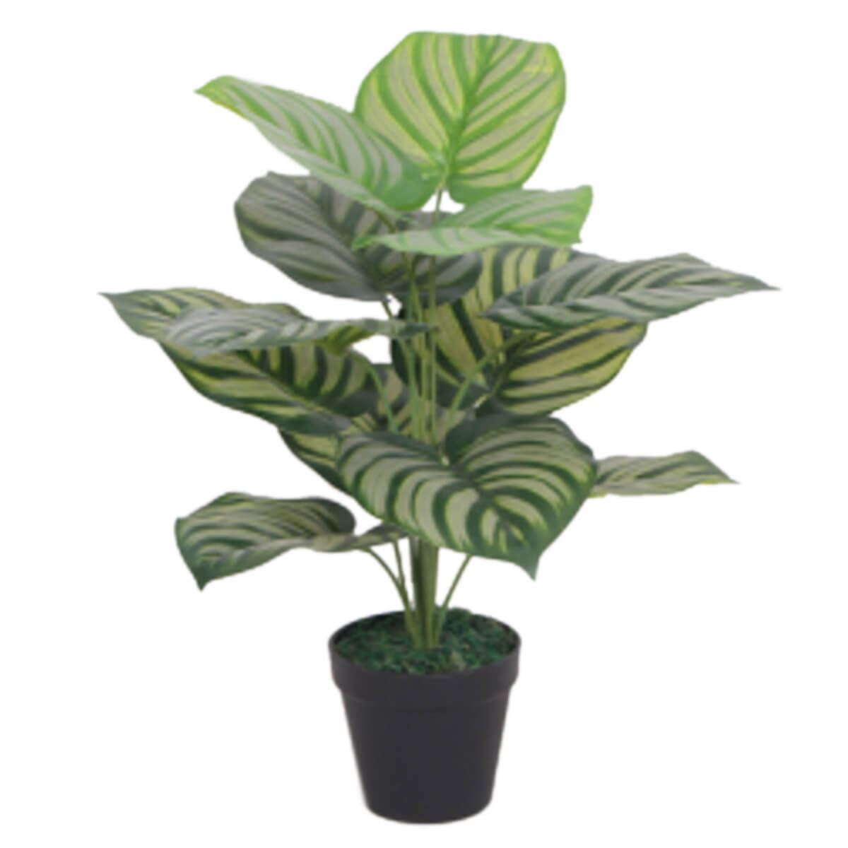 60cm Artificial Green Stripe Botanik Plant - Premium Quality