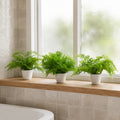 Pack of 3 x 30cm Artificial Ferns Southern Wood Lady and Royal Potted