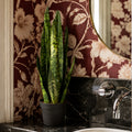 70cm Artificial Sansevieria Zeylanica Plant