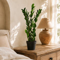 75cm Artificial Zanzibar Green Gem Zamioculcas Succulent Indoor Plant
