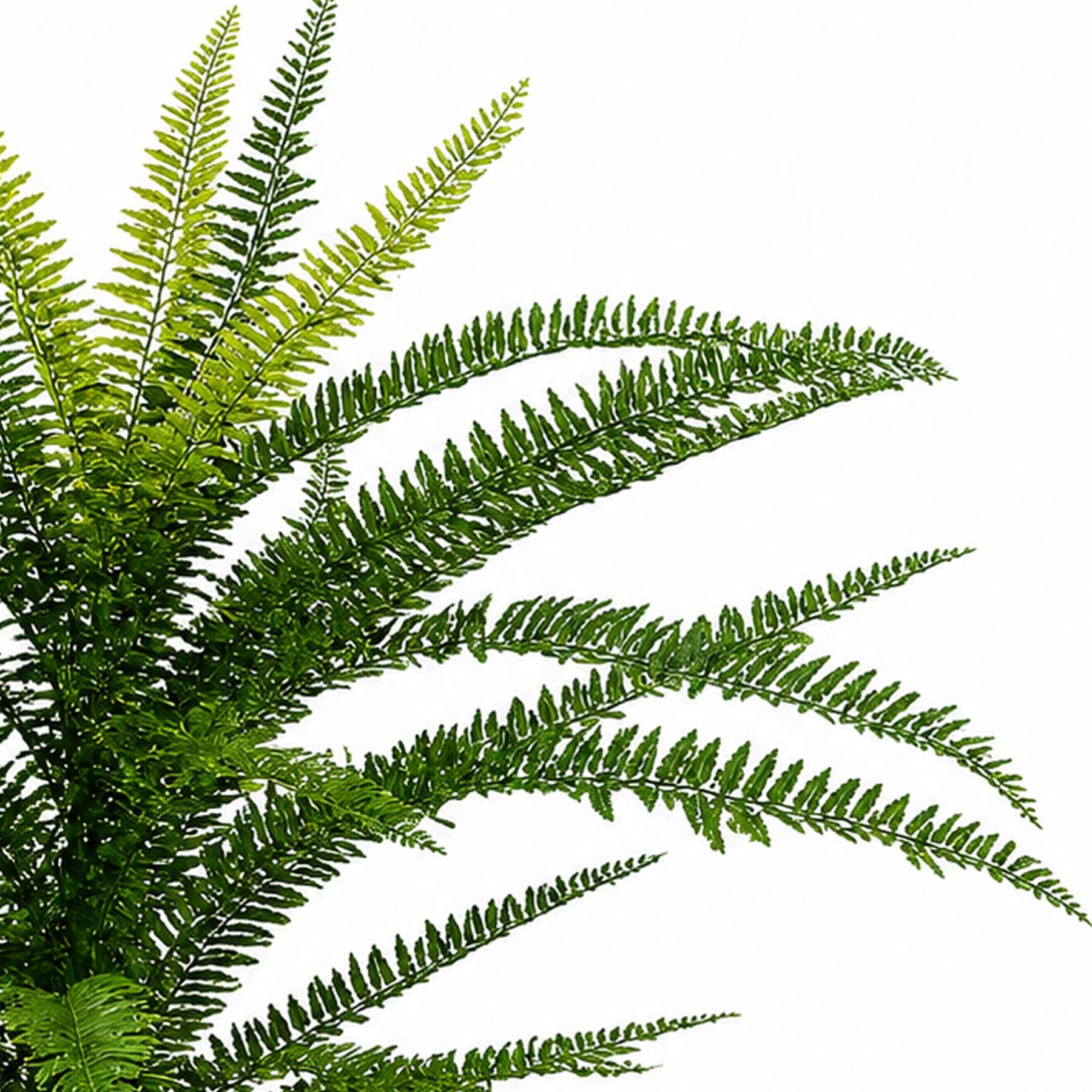 75cm Fire Retardant Plastic Boston Fern Plant with 49 Leaves - Premium Quality