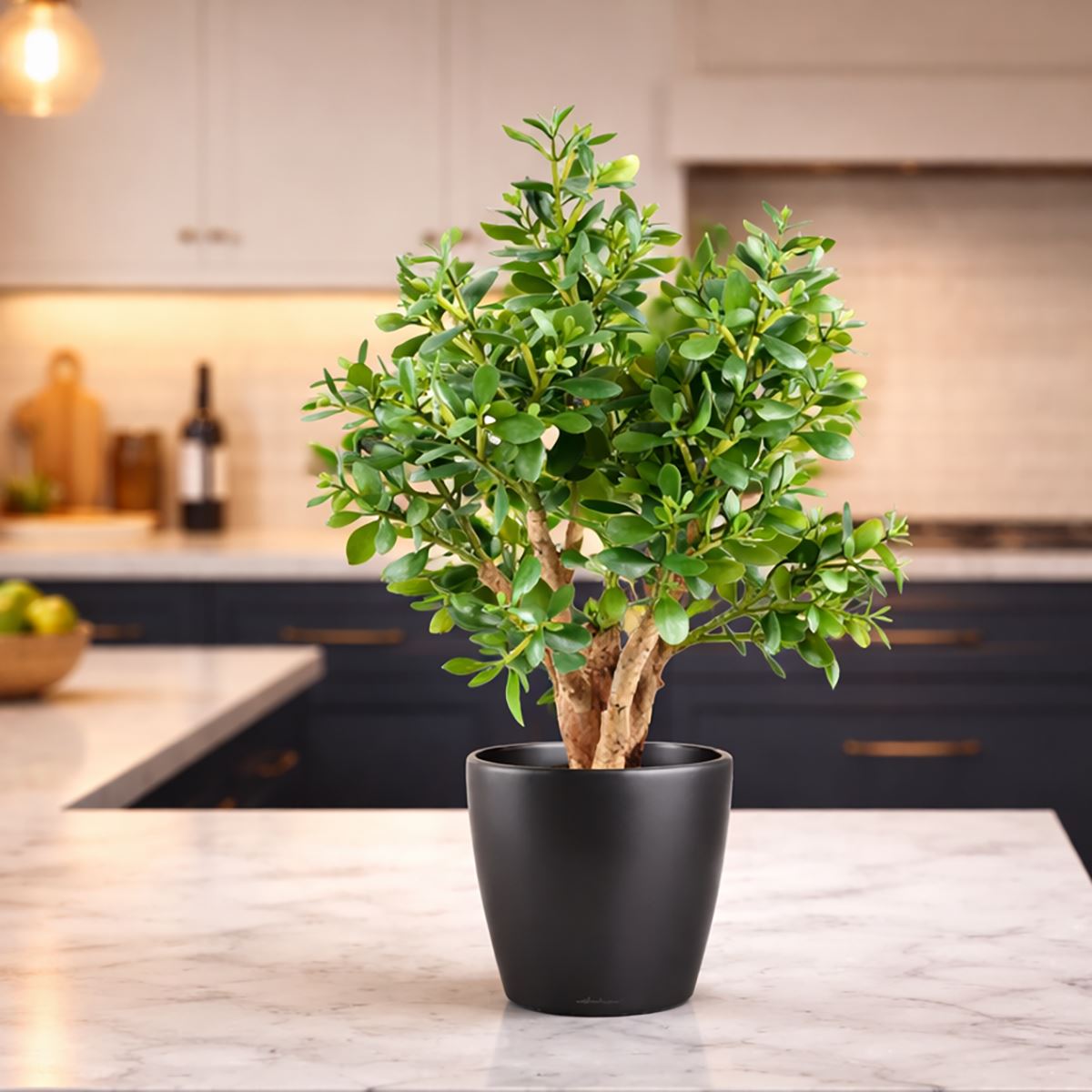 70cm Artificial Deluxe Jade Plant - Premium Quality