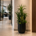 100cm Artificial Yukka Display in Pot Artificial - Premium Quality