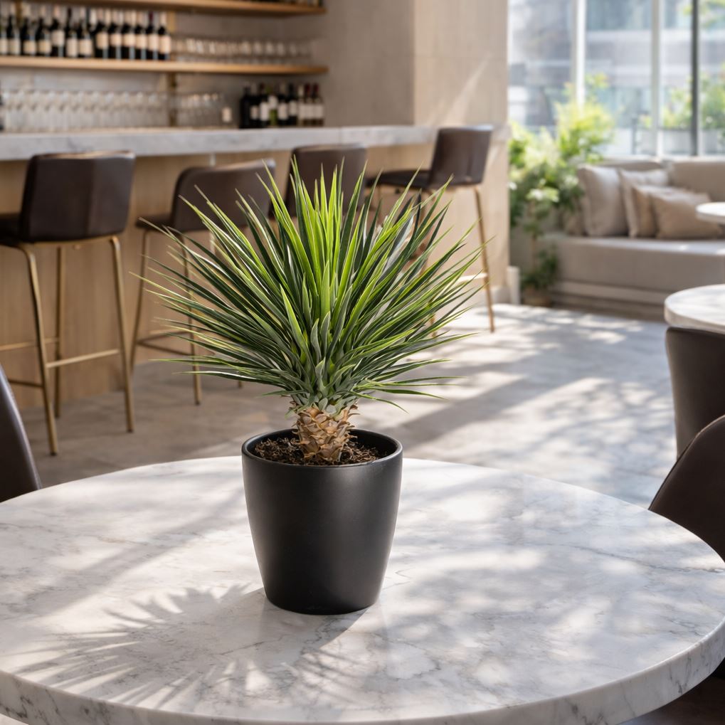 75cm Artificial Dracaena Plant - Premium Quality