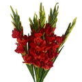 Pack of 6 x 115cm Artificial Orange Gladioli Stem - Premium Quality