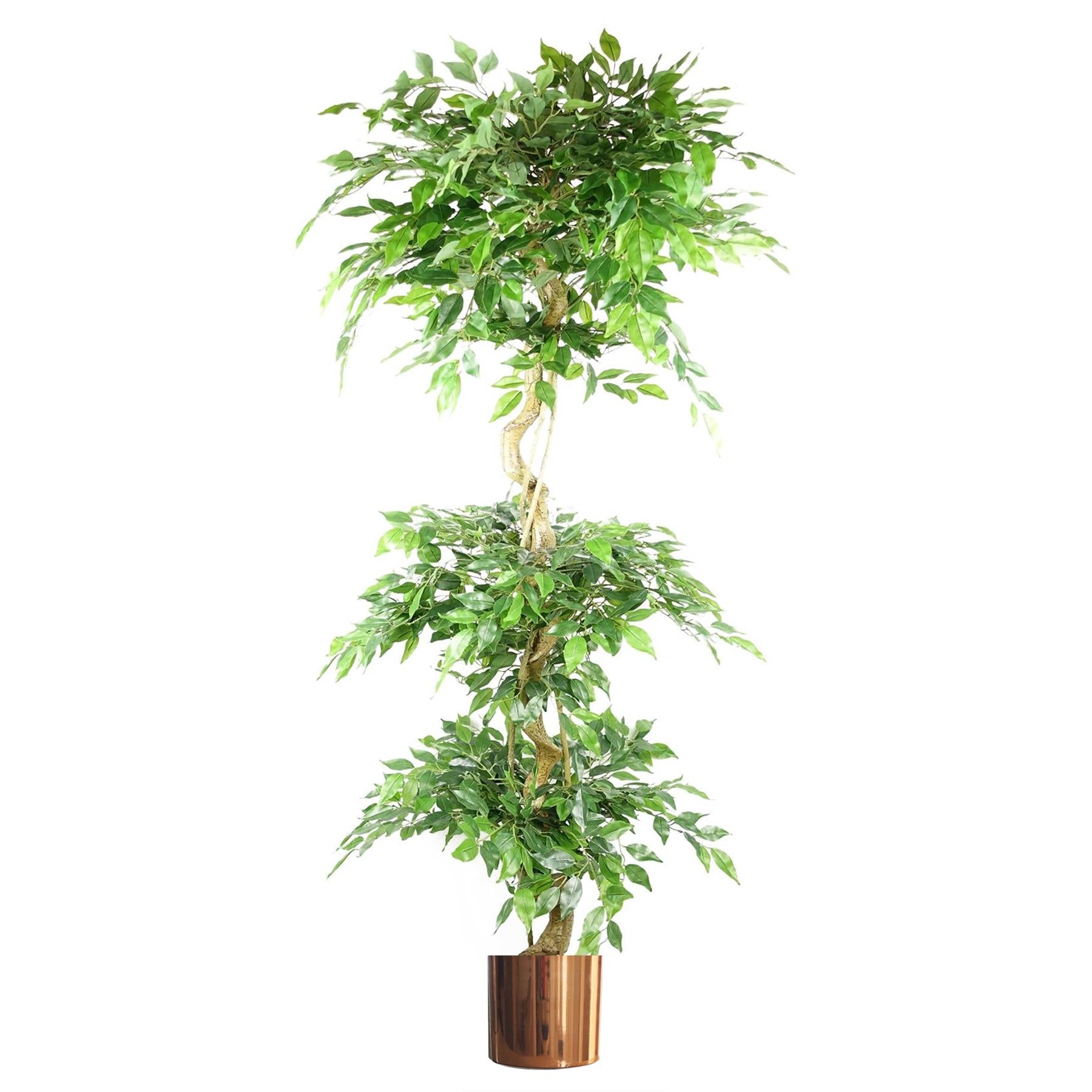 180cm Artificial Twisted Trunk Fruticosa Ficus Tree Triple Ball Topiary 1984 Leaves