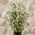 Pack of 6 x 85cm Gypsophila White Stem - Premium Quality