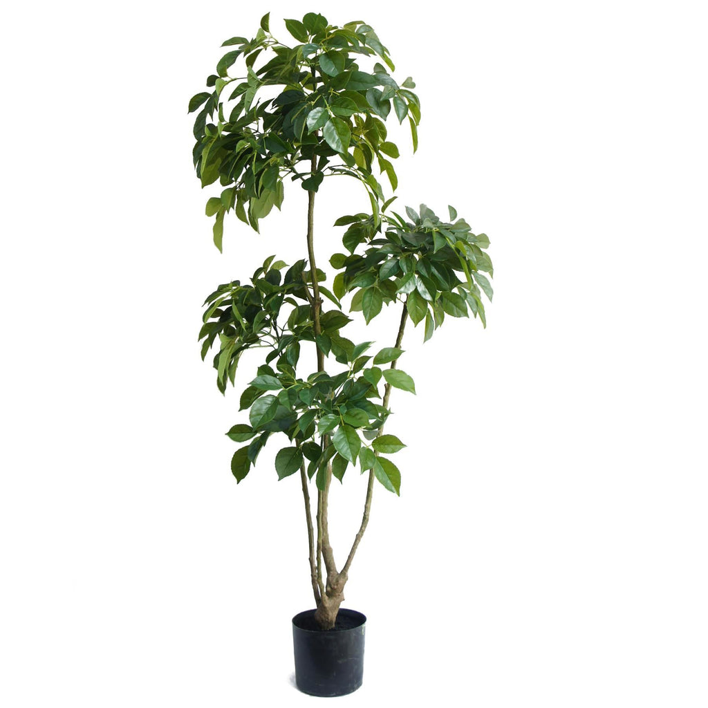 150cm Radermachera Realistic Artificial Tree - Premium Quality