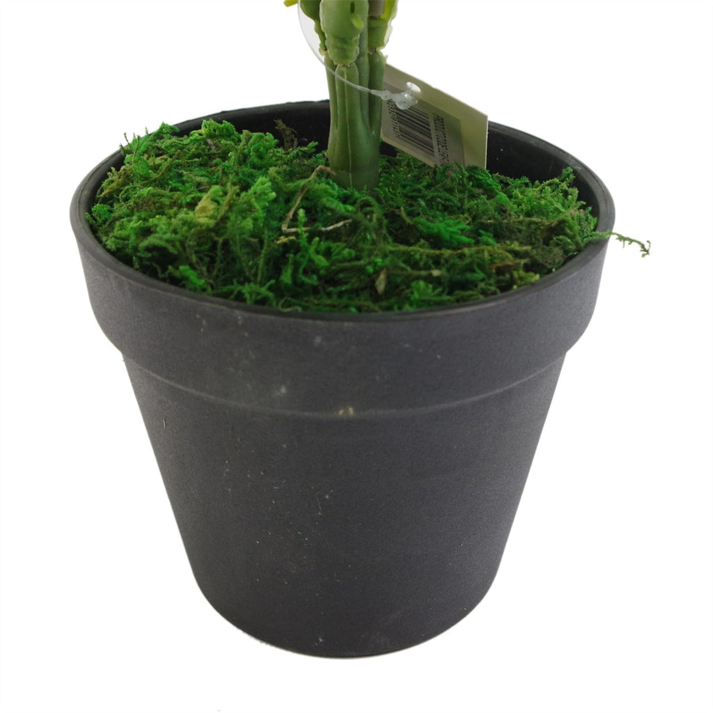 60cm Artificial Green Stripe Botanik Plant - Premium Quality