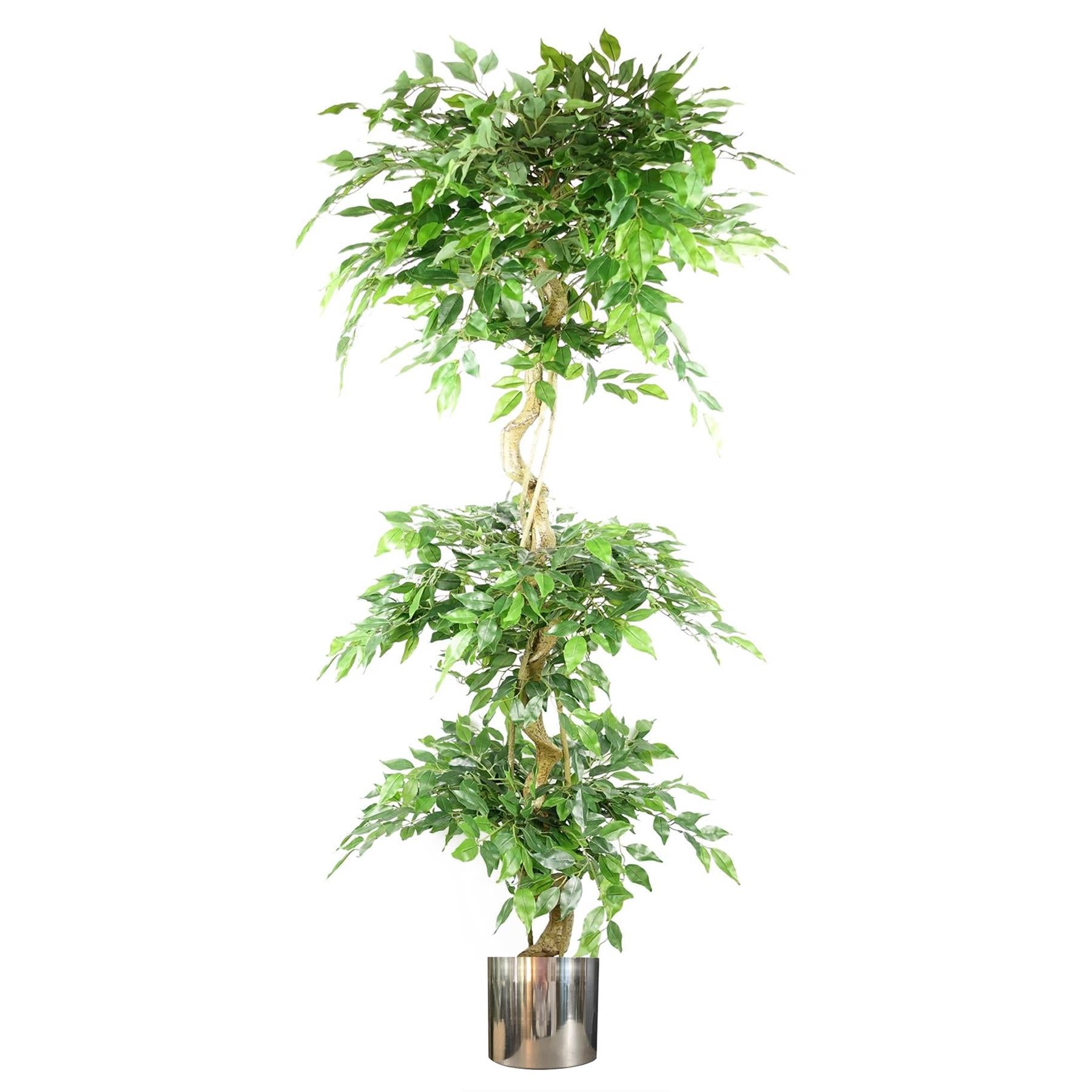 180cm Artificial Twisted Trunk Fruticosa Ficus Tree Triple Ball Topiary 1984 Leaves