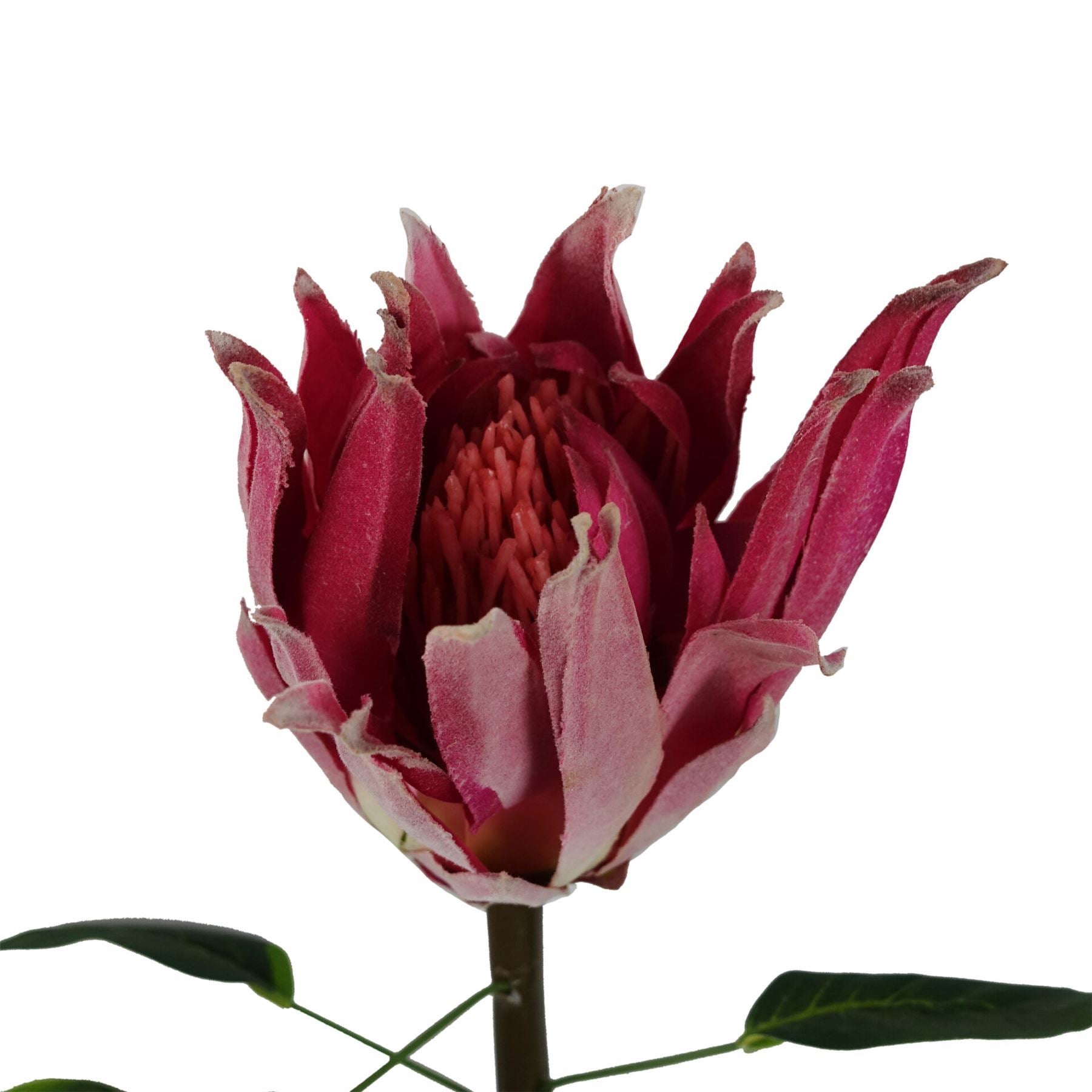 Artificial Pack of 6 x 65cm Protea Sugarbush Flower Stem - Pink - Premium Quality