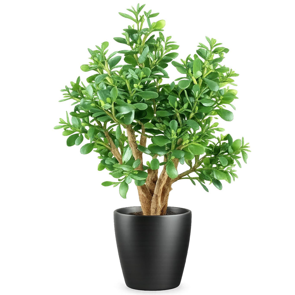 70cm Artificial Deluxe Jade Plant - Premium Quality