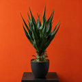 70cm Agave Tropical Yucca Artificial - Premium Quality