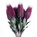 Pack of 6 x 75cm Banksia Menziesii Pink Flower Stem Artificial - Premium Quality