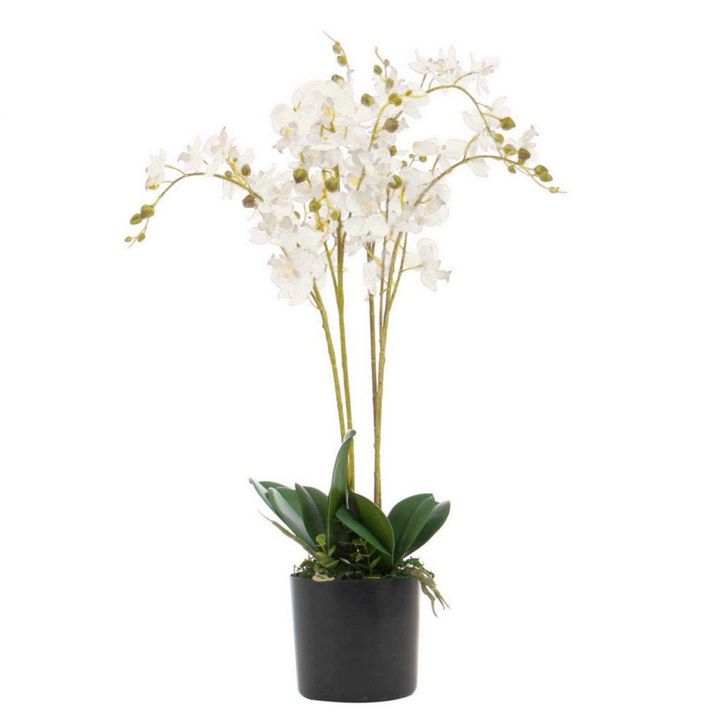 60cm Botanik Realistic Artificial Orchid Flower Display in Pot