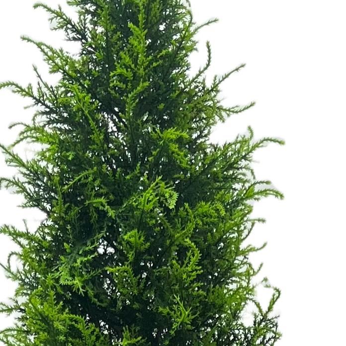 Artificial UV Resistant Outdoor 150cm Cypress Cedar Topiary Tree - Premium Quality