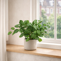 40cm Artificial Variegated Green Pothos Plant