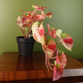 30cm Artificial Pink Caladium Potted Trailing Plant Realistic