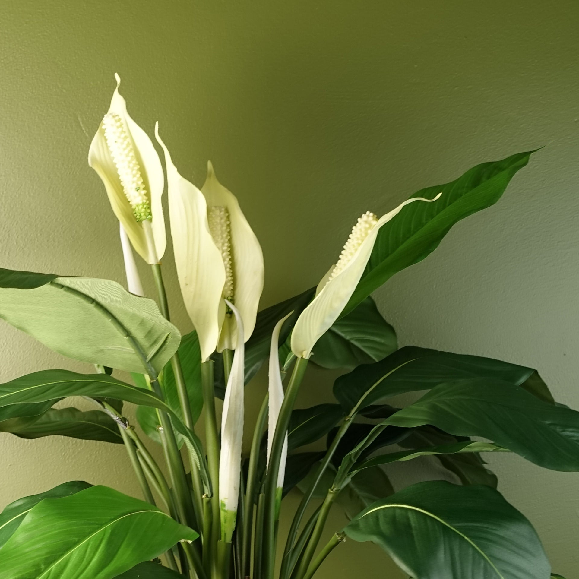 faux peace lily plant Artificial Peace Lily White Spathiphyllum