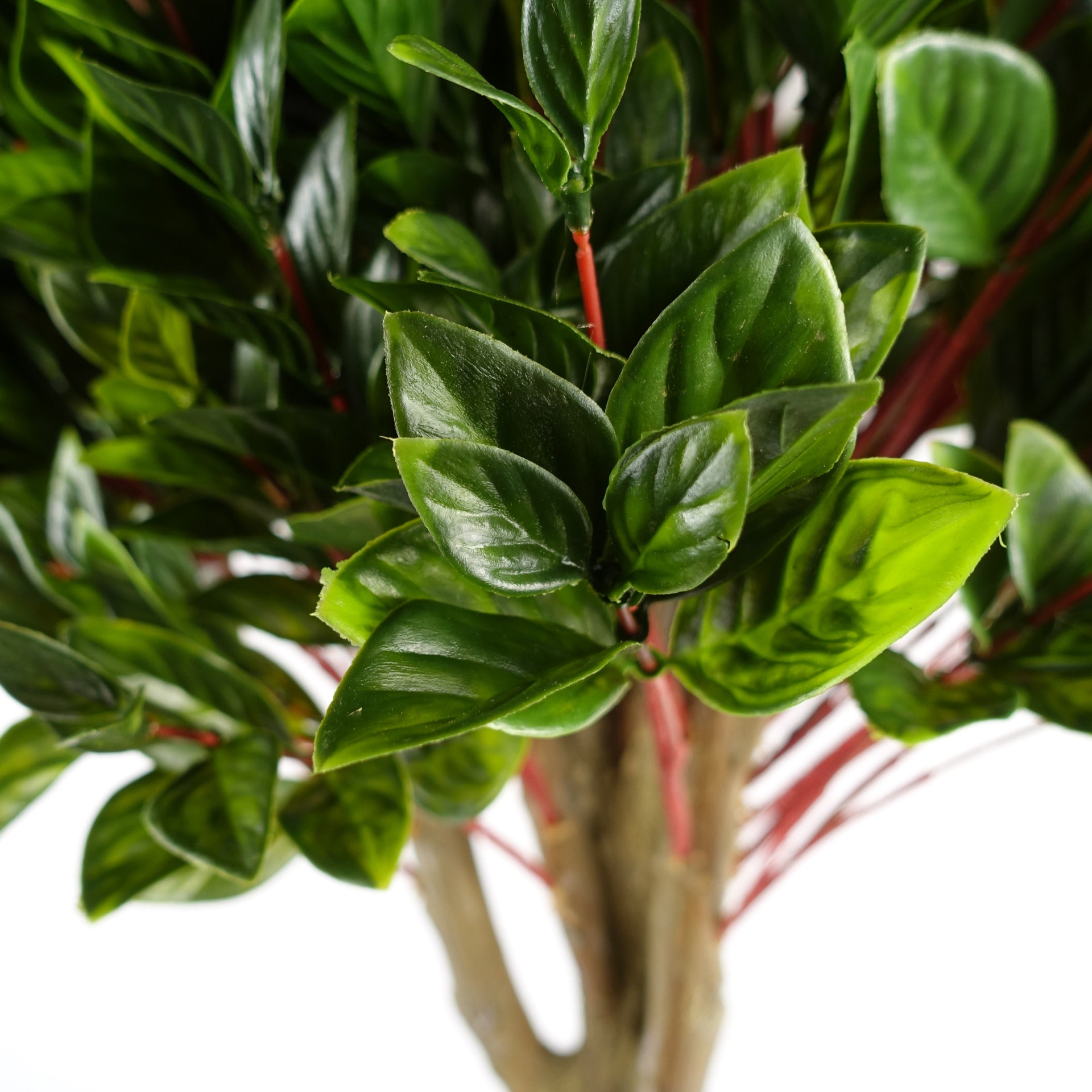 90cm Artificial UV Resistant Gloxinia Single Ball Topiary with 1608 Leaves and Natural Trunk