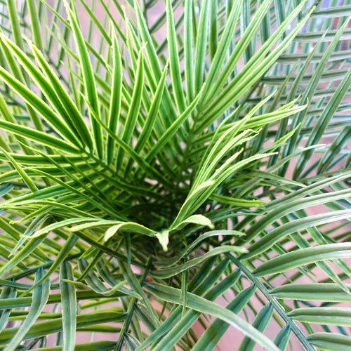 120cm Artificial Cycas Palm Tree UV Resistant Outdoor
