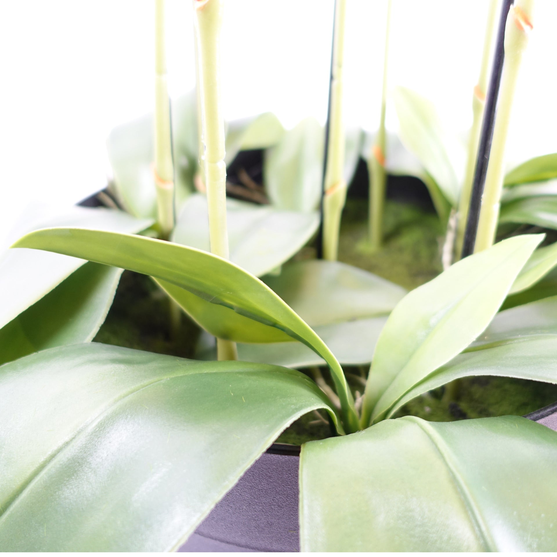 110cm Large White Orchid Plant Artifcial 41 REAL TOUCH flowers