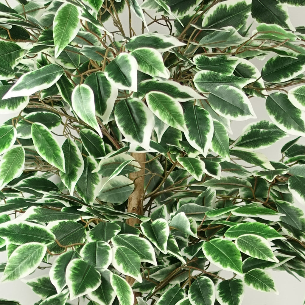150cm Artificial Silk Ficus Tree