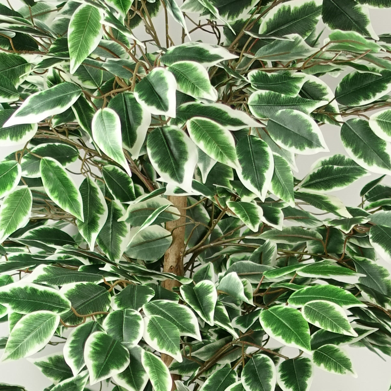 150cm Artificial Silk Ficus Tree