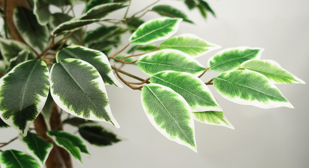 150cm Artificial Silk Ficus Tree