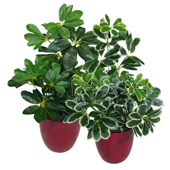 55cm Dark Green Artificial Umbrella Plant