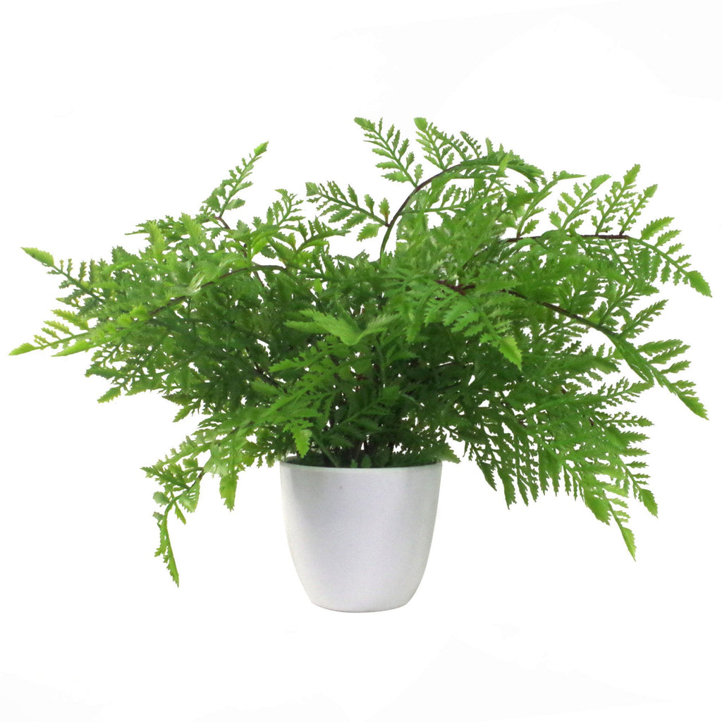 Pack of 3 x 30cm Artificial Ferns Southern Wood Lady and Royal Potted