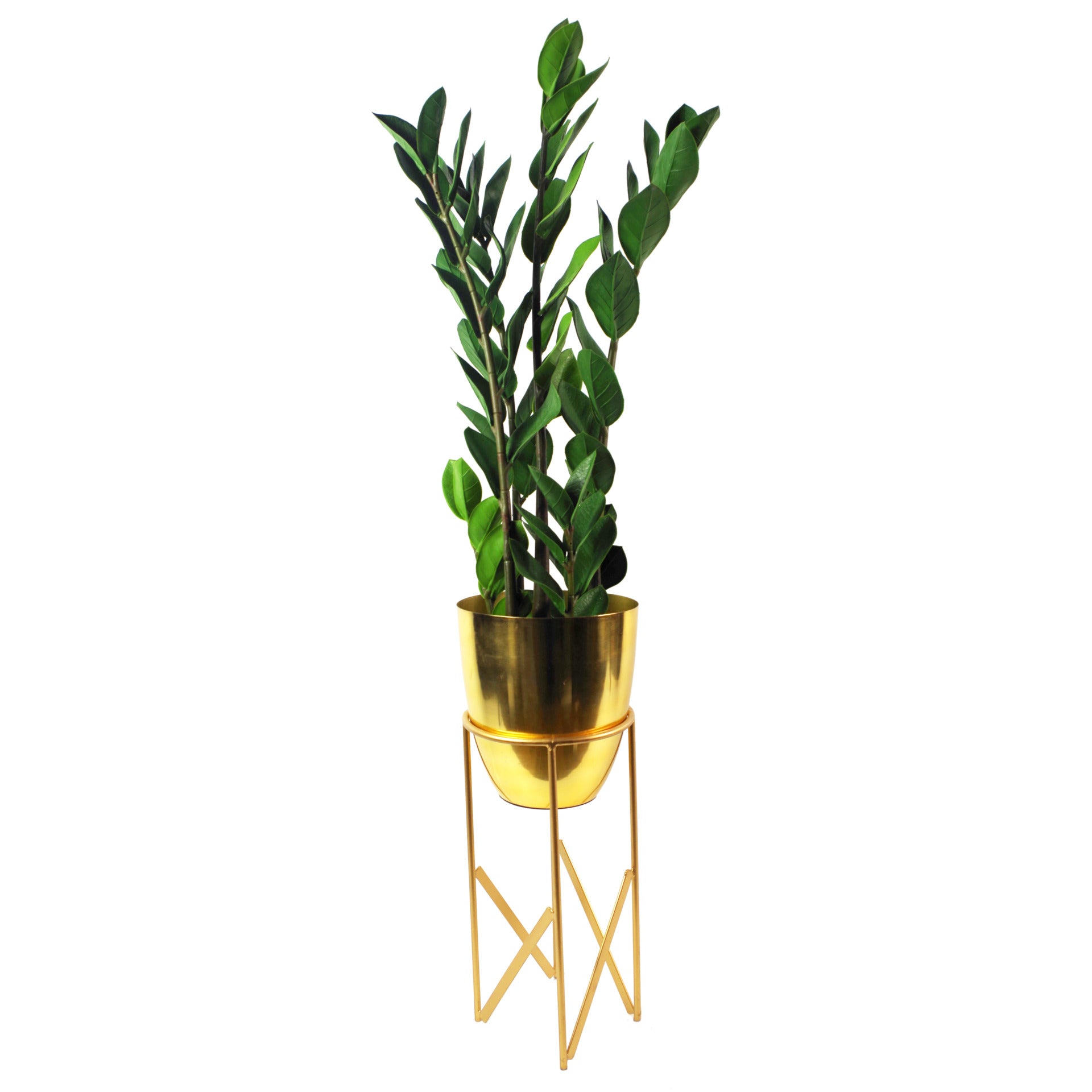 75cm Artificial Zanzibar Green Gem Zamioculcas Succulent Indoor Plant