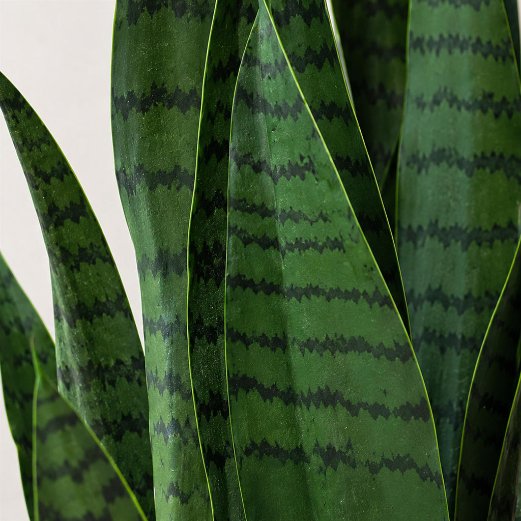 70cm Artificial Sansevieria Dark Green - Premium Quality (image 2 of 3)