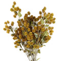 Pack of 6 x 85cm Craspedia Stem Yellow Artificial - Premium Quality