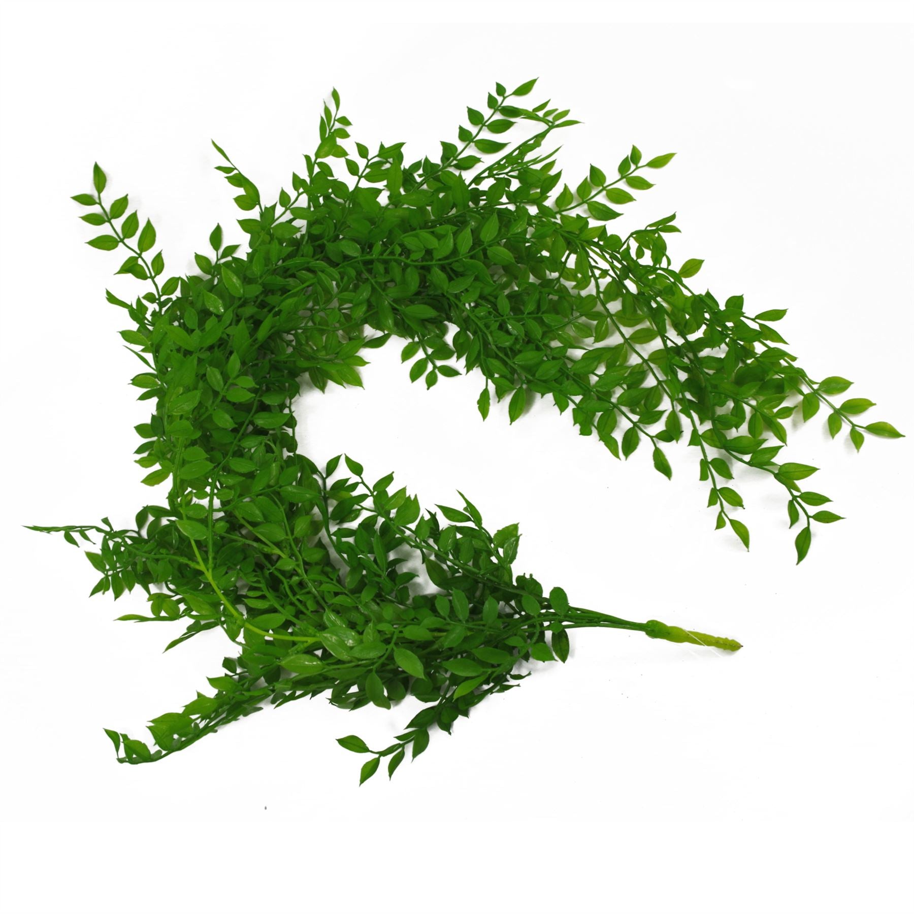 100cm Artificial Hanging String of Pearls Fern Plant