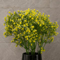 Pack of 6 x 55cm Gypsophila Yellow Stem - Premium Quality