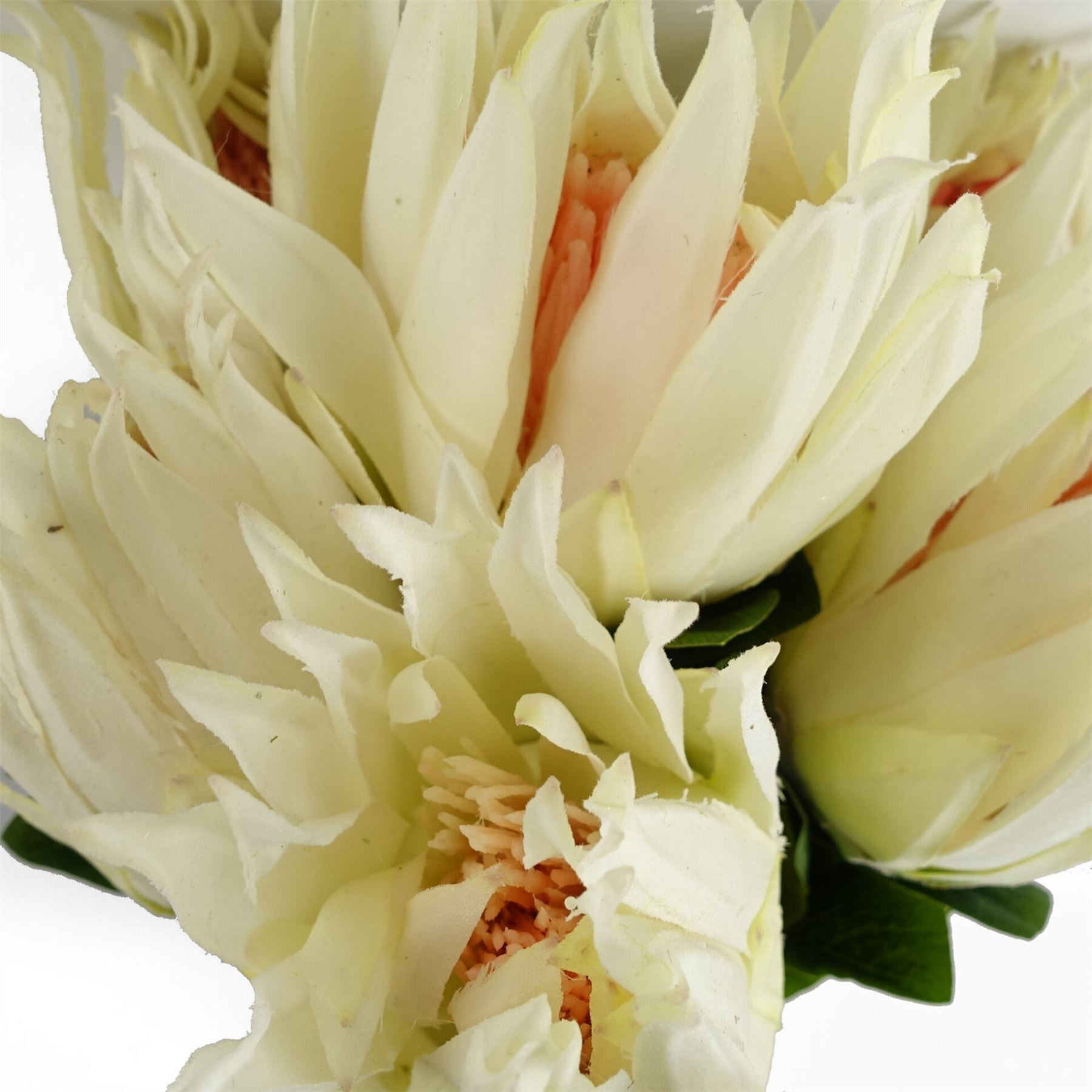 Artificial Pack of 6 x 65cm Protea Sugarbush Flower Stem - White - Premium Quality