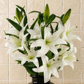 Pack of 6 x 100cm Large White Lily Stem - 18 Flowers - Premium Quality