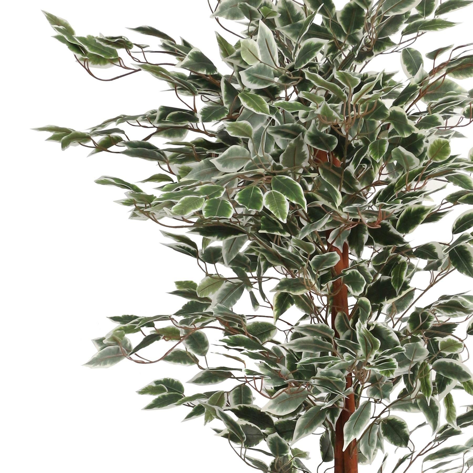 160cm Artificial Ficus with Natural Variegated Leaves - Premium Quality
