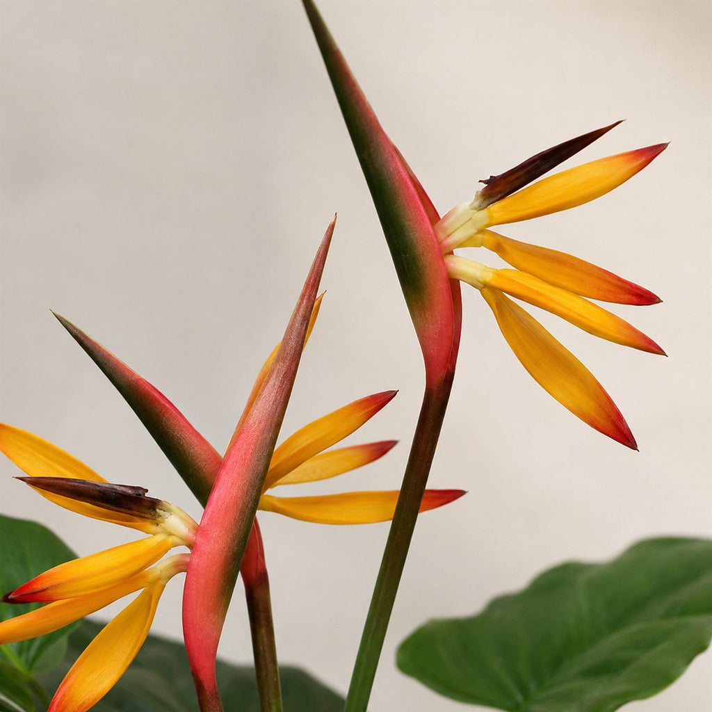 70cm Artificial Bird of Paradise Plant (Strelitzia) - Large (image 3 of 4)