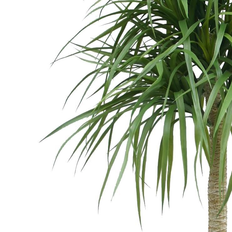 180cm Dracaena Realistic Artificial Tree - Premium Quality