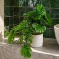 30cm Artificial Green Potted Monstera Trailing Plant - Premium Quality