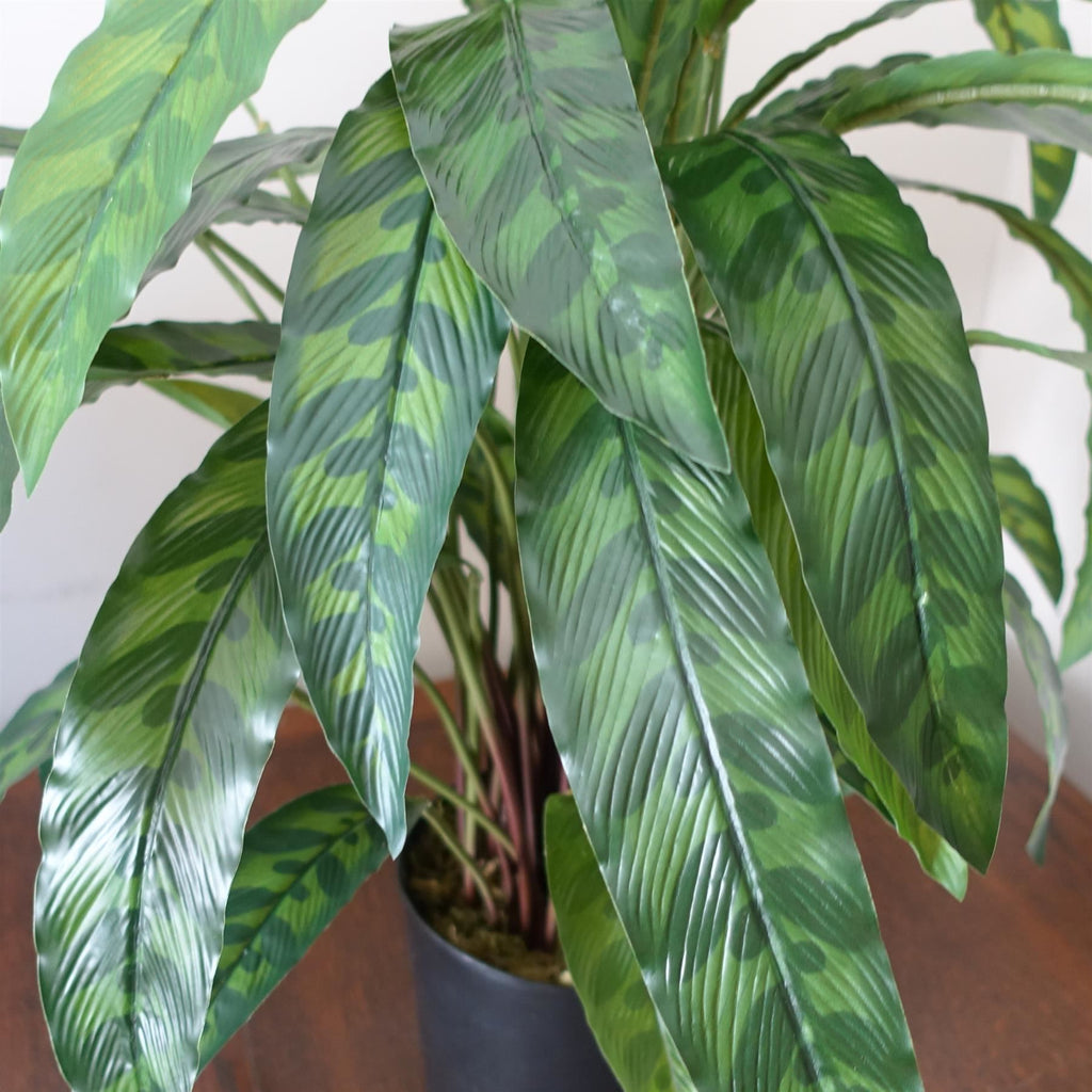60cm Variegated Artificial Calathea Plant - Premium Quality