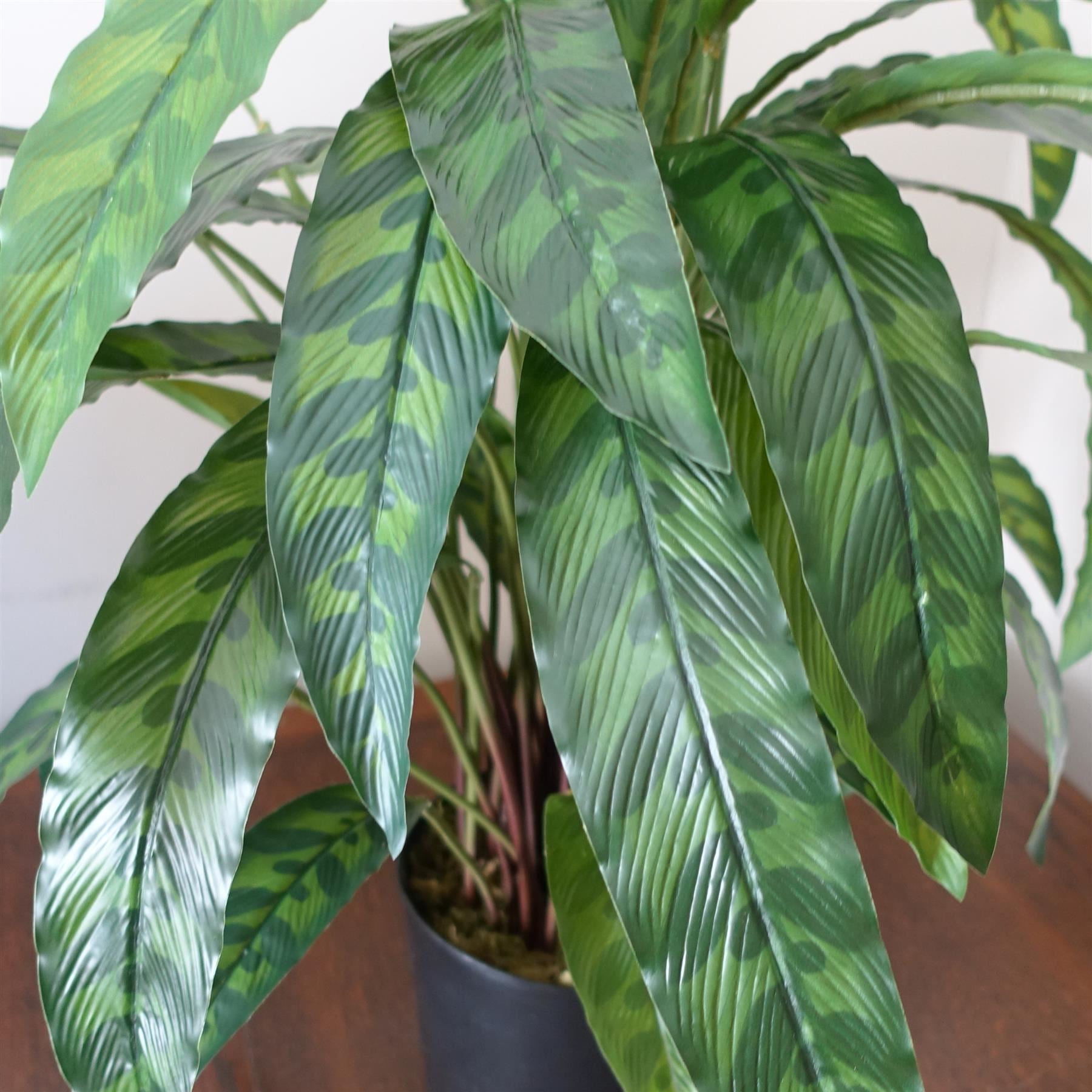60cm Variegated Artificial Calathea Plant - Premium Quality