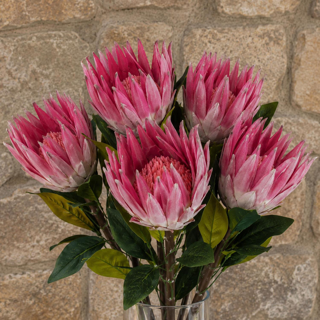 Pack of 6 x 65cm Protea Sugarbush Flower Stem - Pink - Premium Quality