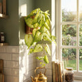 25cm Artificial Trailing Variegated Caladium Vine Plant Light Green - Premium Quality