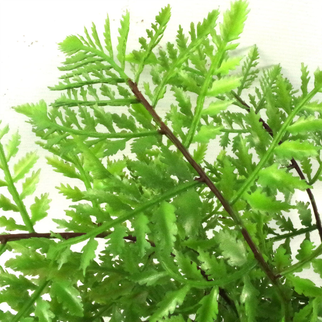30cm Artificial Potted Southern Wood Fern Black Pot - Premium Quality