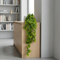 70cm Hanging Mini Monstera Botanik Plant - Premium Quality