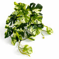 25cm Artificial Trailing Variegated Monstera Vine Plant - Premium Quality