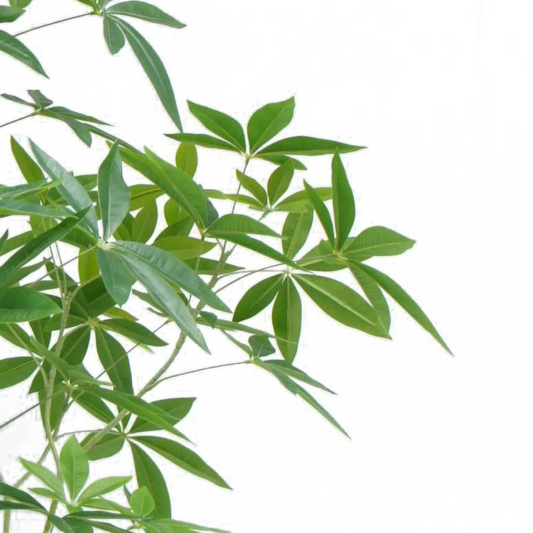150cm Artificial Money Tree Pachira Realistic Faux Tree - Premium Quality